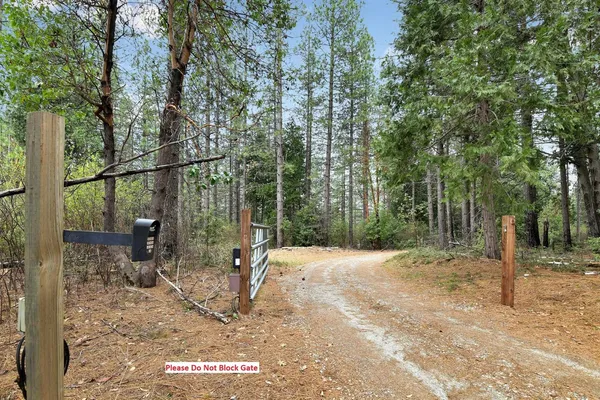 a view of a forest with a tree
