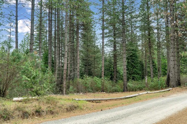 a view of a forest with a tree
