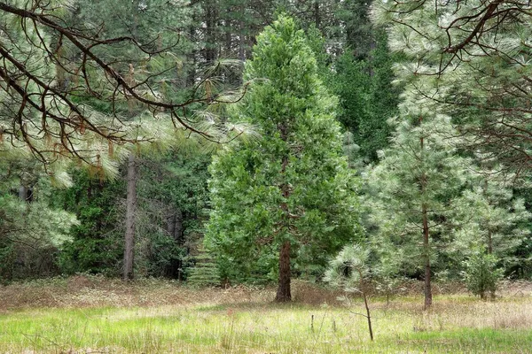 a close up of a plant in a garden
