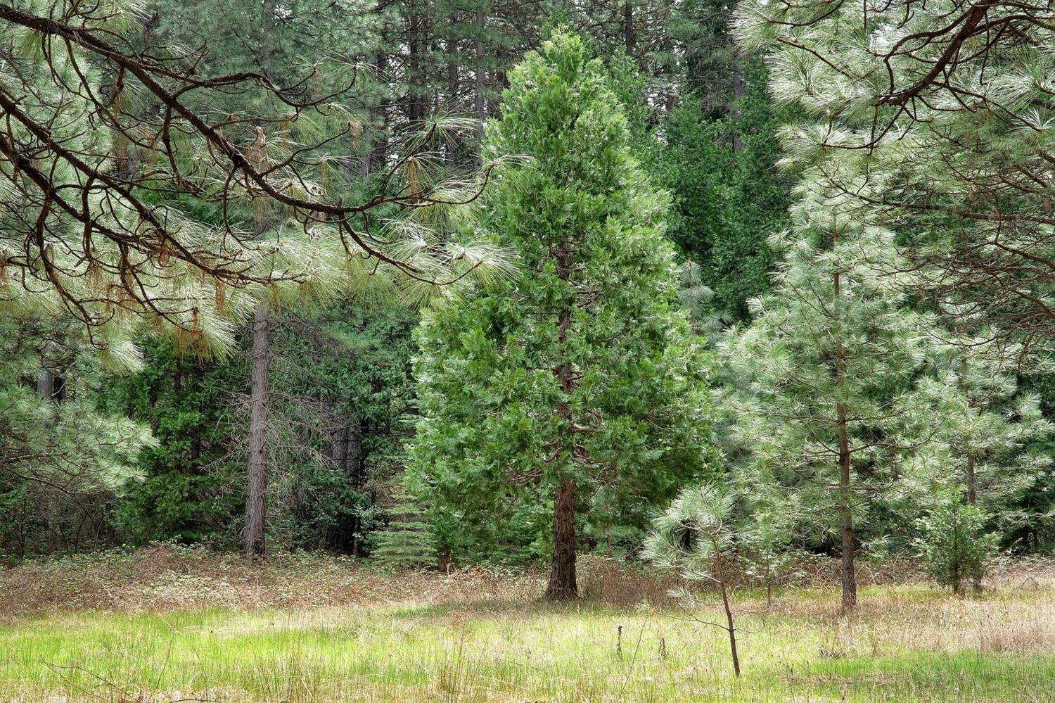13824 Baker Road Camptonville, CA 95922 - Photo 3 of 28