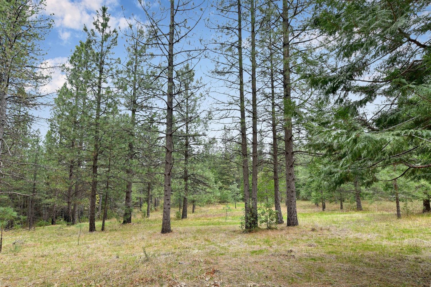 13824 Baker Road Camptonville, CA 95922 - Photo 8 of 28