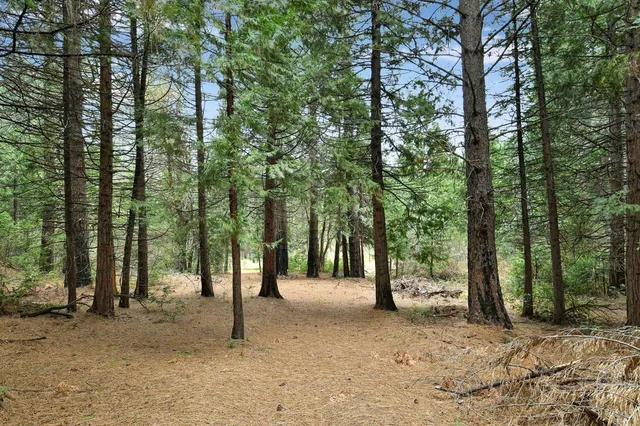 a view of a yard with a tree