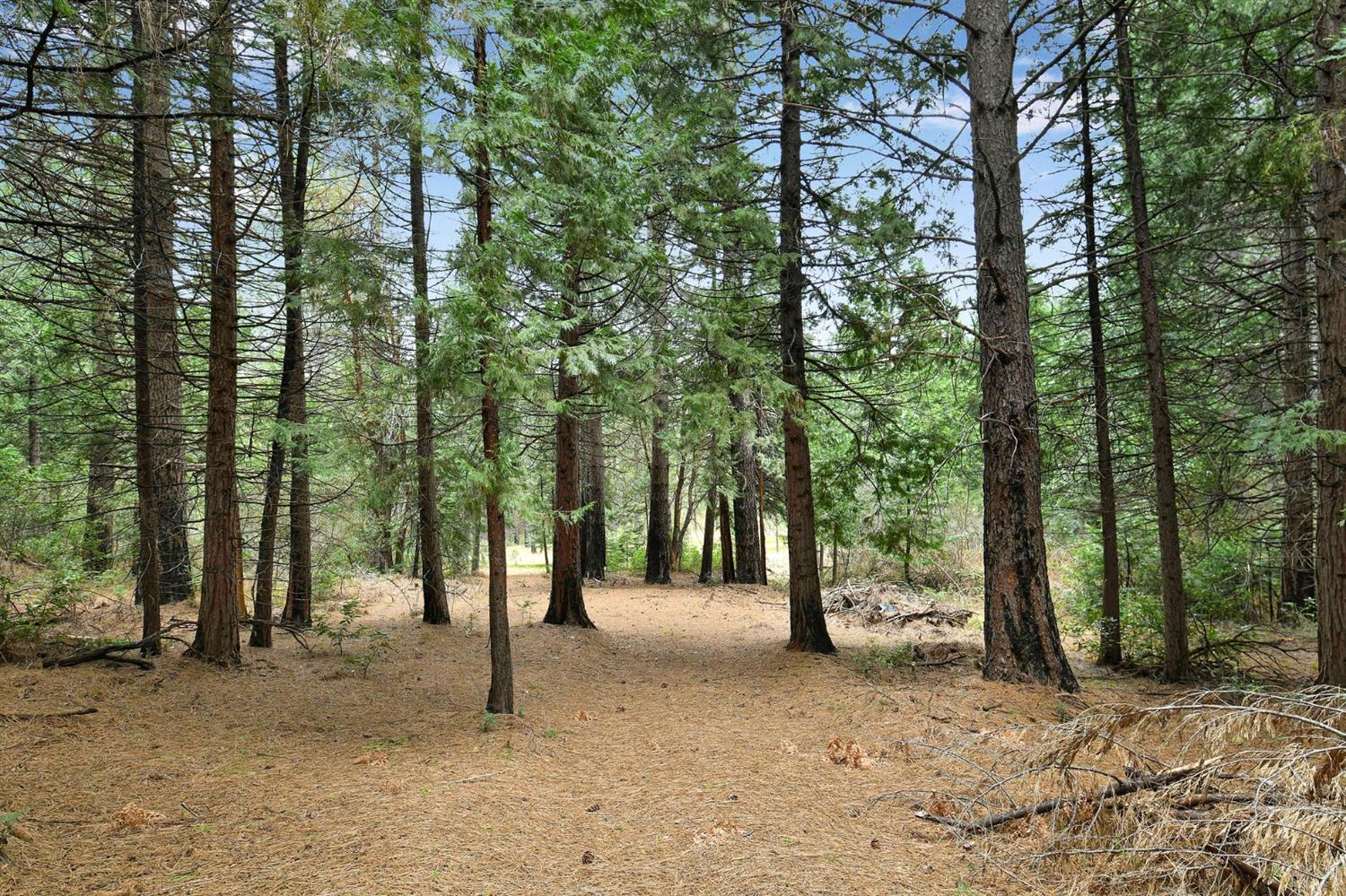 13824 Baker Road Camptonville, CA 95922 - Photo 10 of 28
