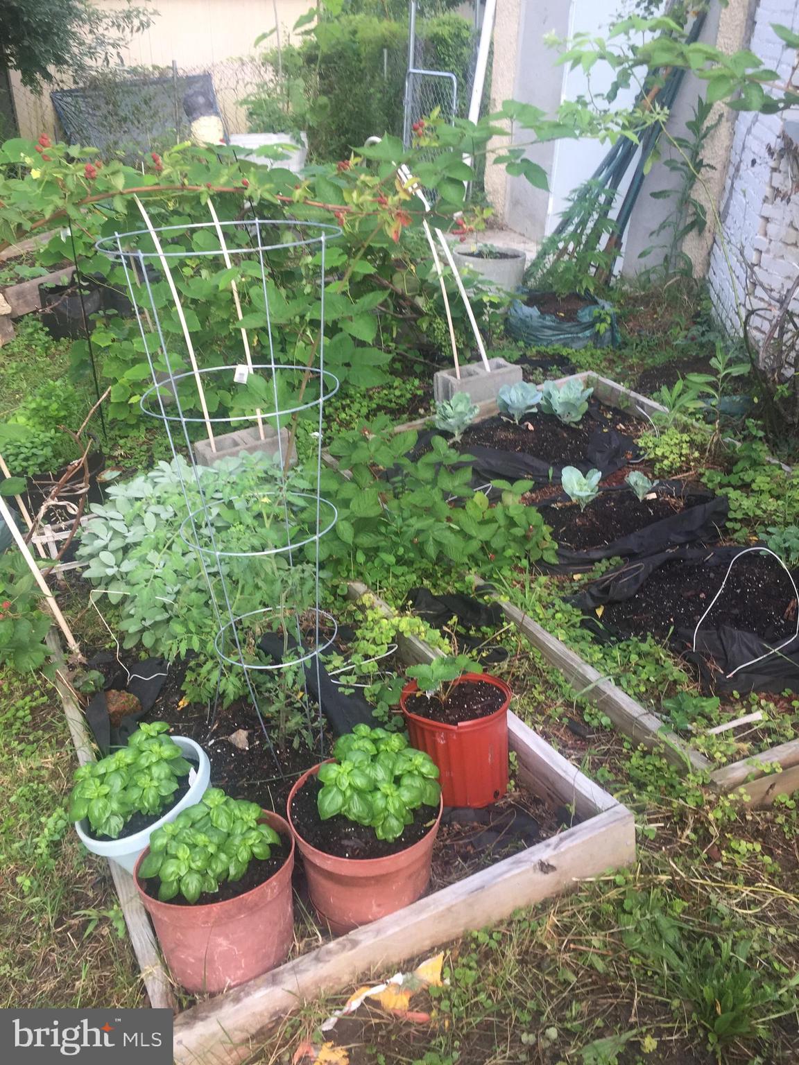2906 25th Street Northeast Washington, DC 20018 - Photo 11 of 40 a view of yard with green space