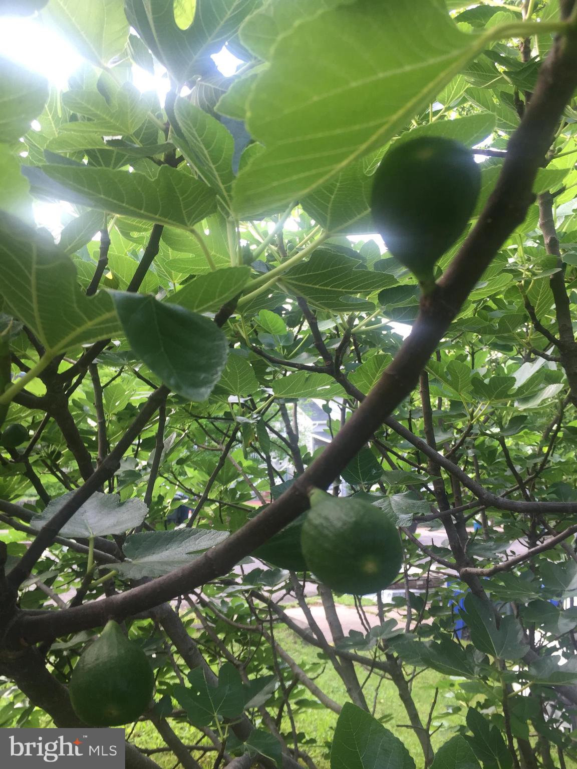 2906 25th Street Northeast Washington, DC 20018 - Photo 12 of 40