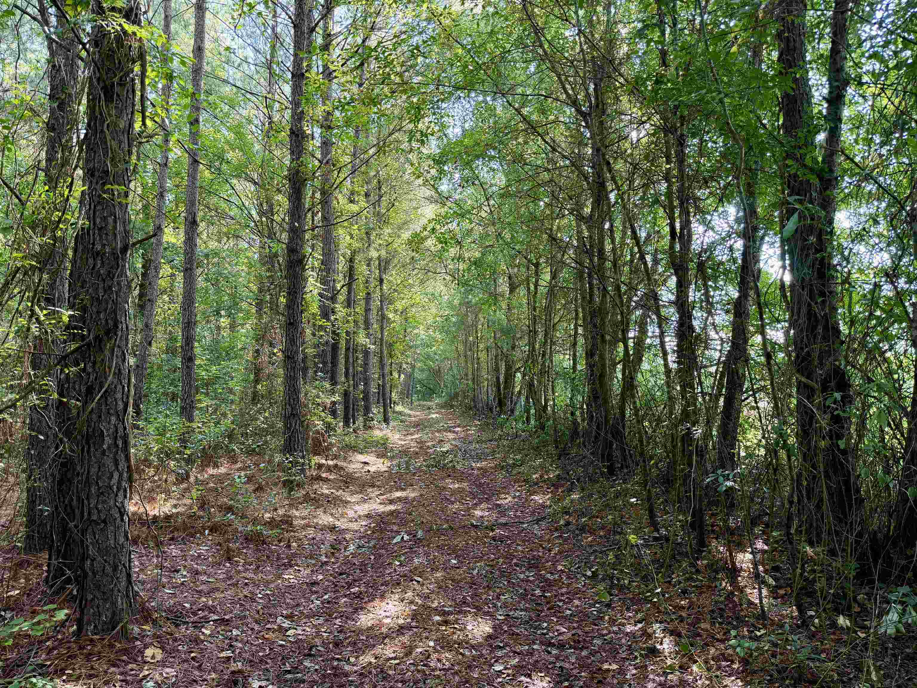 101.49-acres - Epps Road New Zion, SC 29111 - Photo 6 of 24