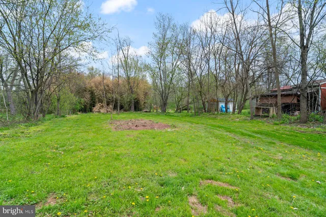 a view of a tree in a garden