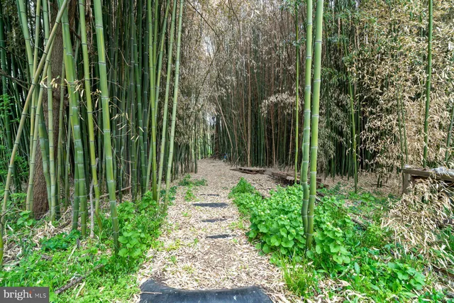 a view of a garden with plants