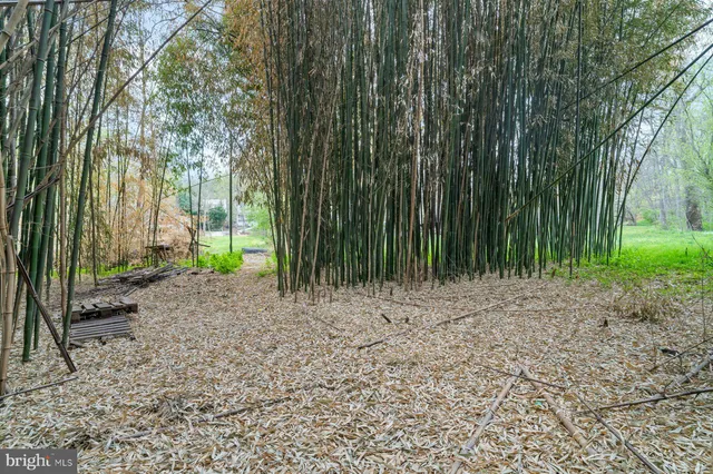 a view of a backyard with trees