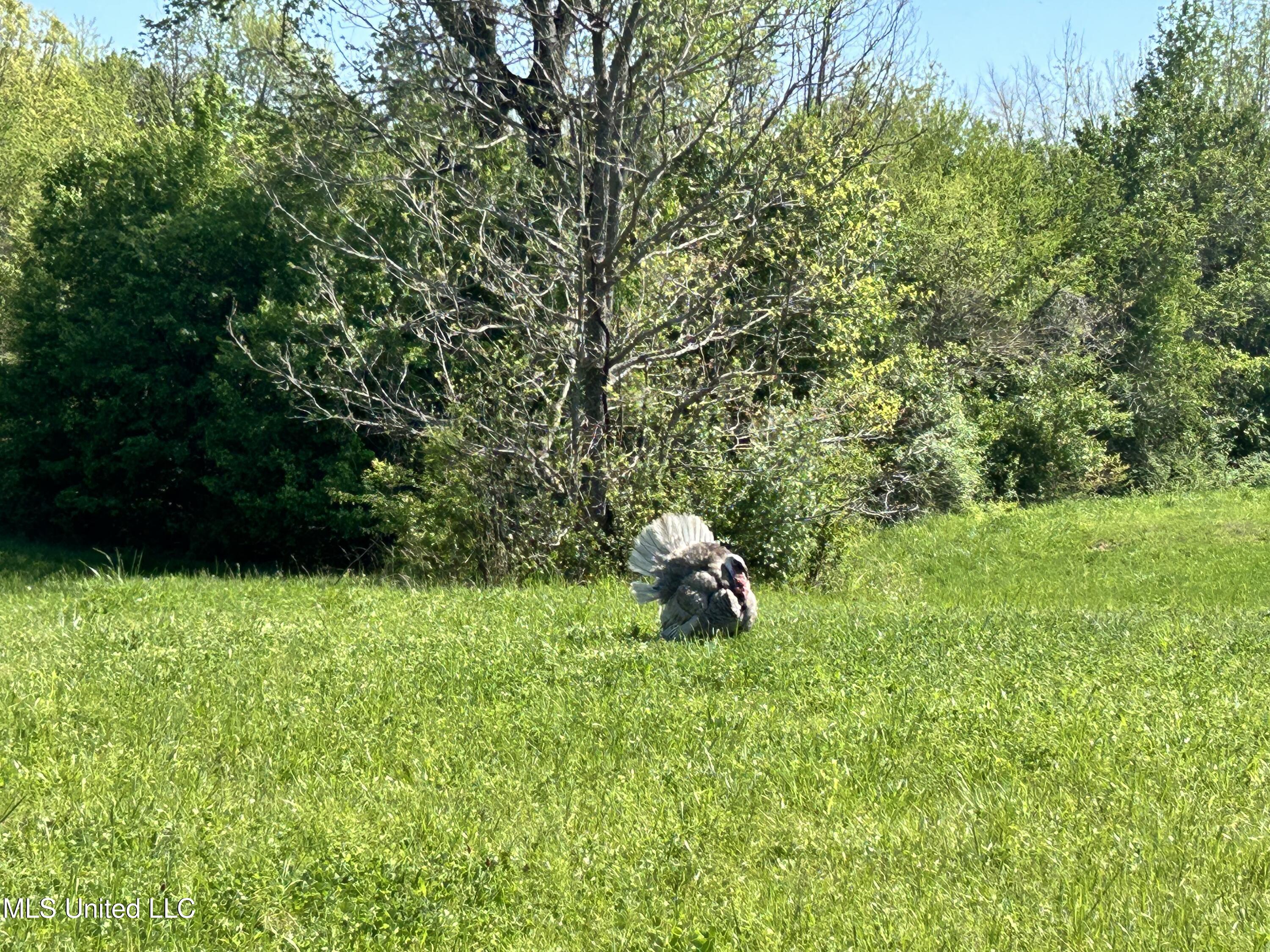 13950 Fairview Road Byhalia, MS 38611 - Photo 7 of 8 IMG_2742