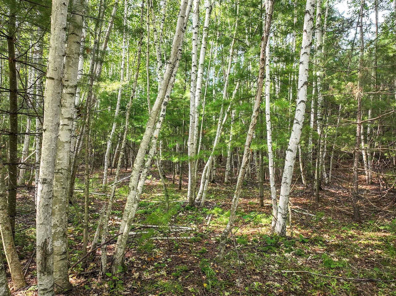 Lot 2 O Neil Road Eagle River, WI 54521 - Photo 7 of 23 Gallery Image 7