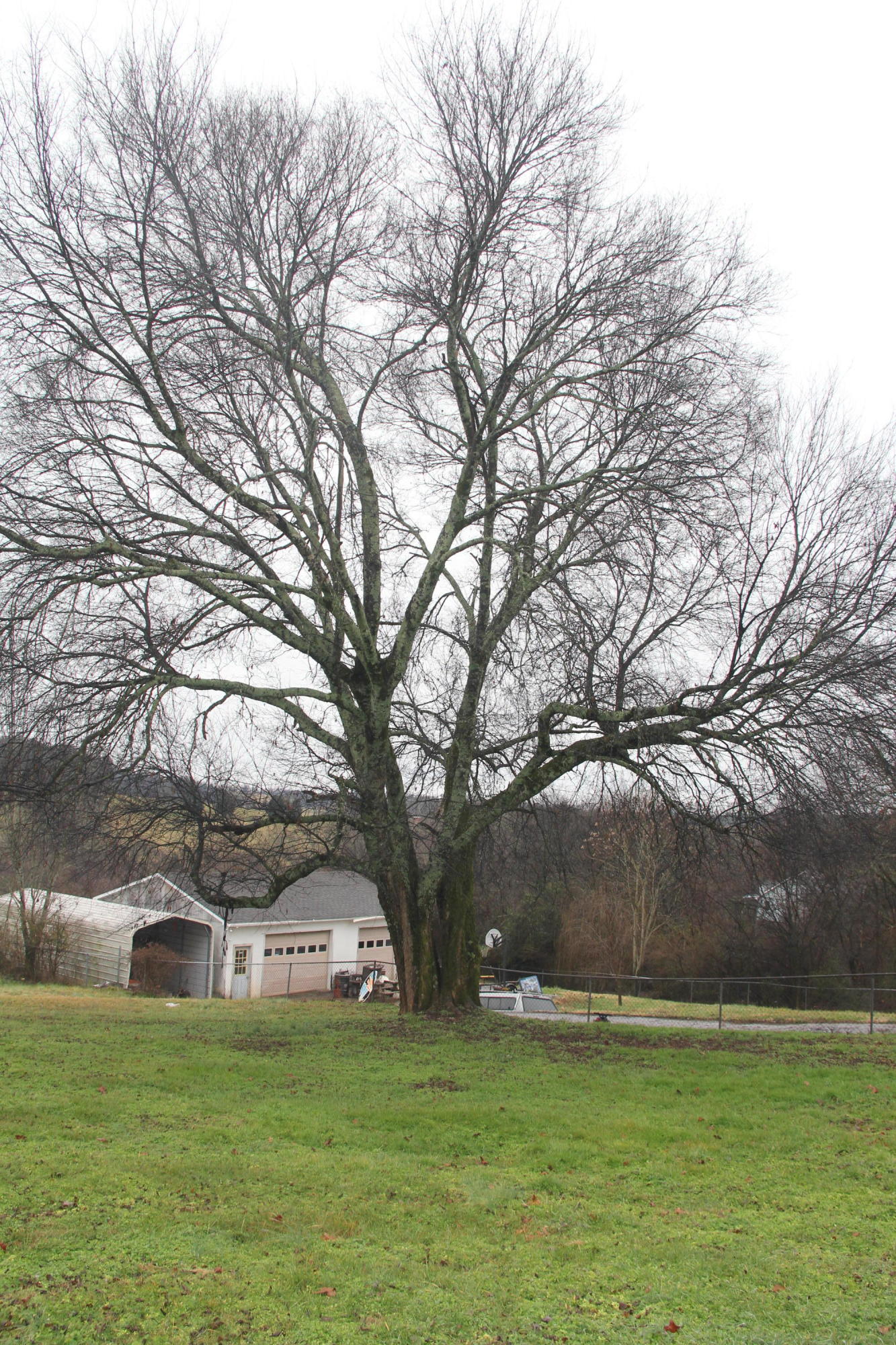 3921 Big Springs Ridge Road Friendsville, TN 37737 - Photo 21 of 27 Large tree in back