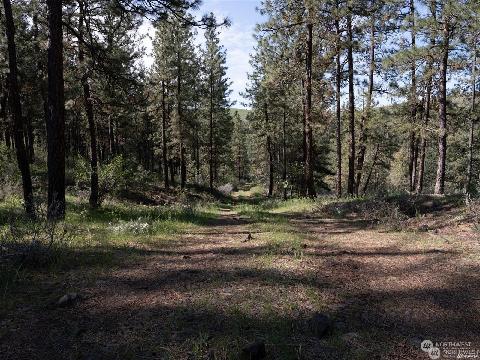 0 Halverson Canyon Road Creston, WA 99117 - Photo 8 of 13 Gallery Image 8