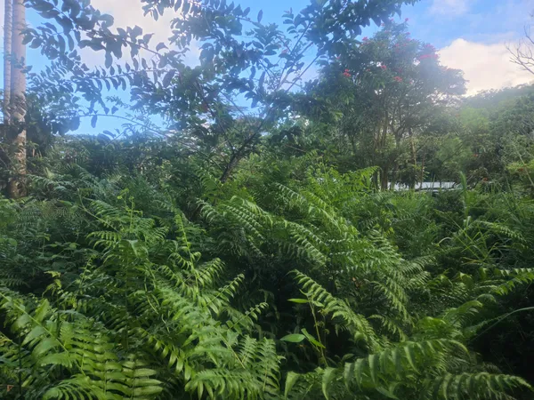 $42,500 | 11 Kekauonohe Street, Pahoa, HI 96778