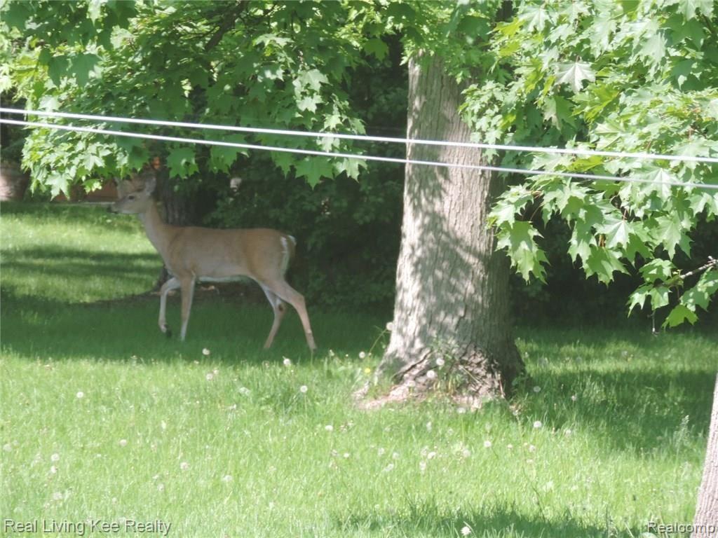 3186 Norton Lawn Street Rochester, MI 48307 - Photo 25 of 26 Deer.JPG