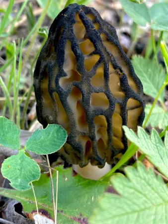 $975,000 | 3869 Salmon River Road, Riggins, ID 83549