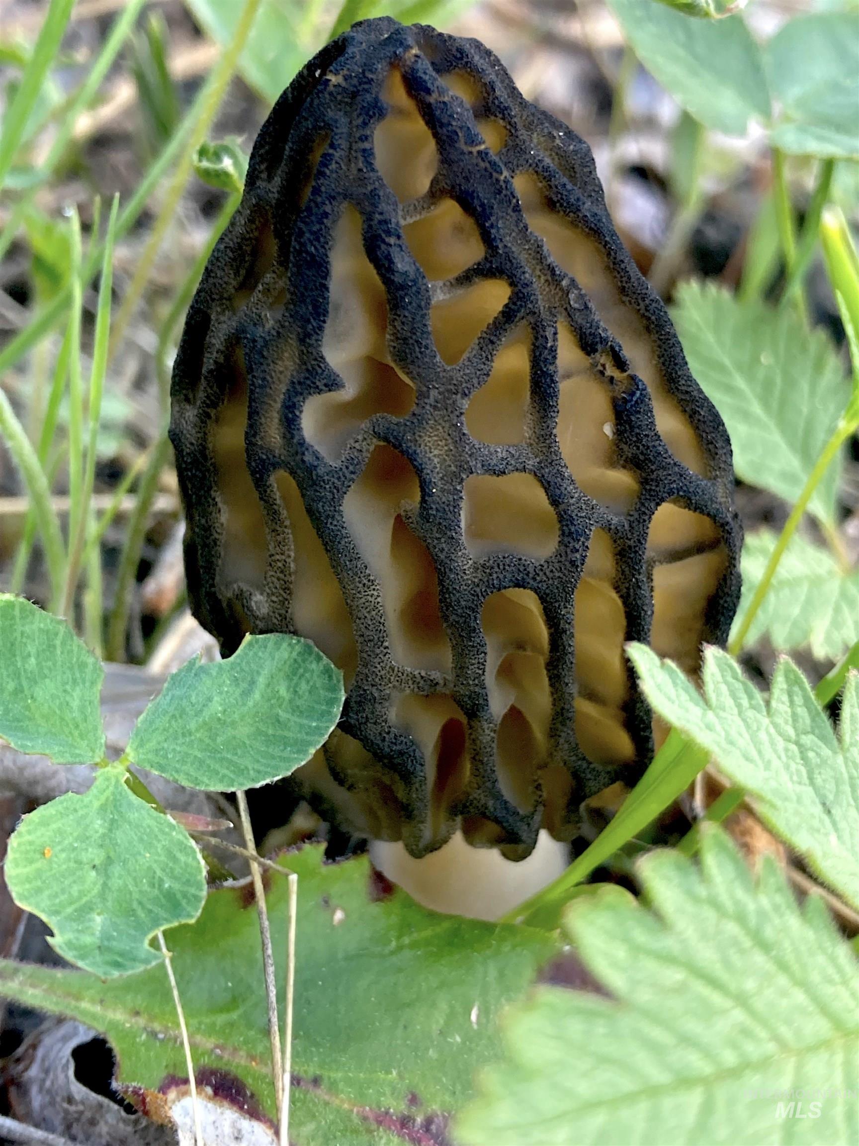 3869 Salmon River Road Riggins, ID 83549 - Photo 24 of 50