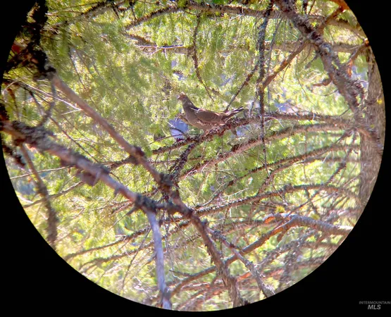 $975,000 | 3869 Salmon River Road, Riggins, ID 83549