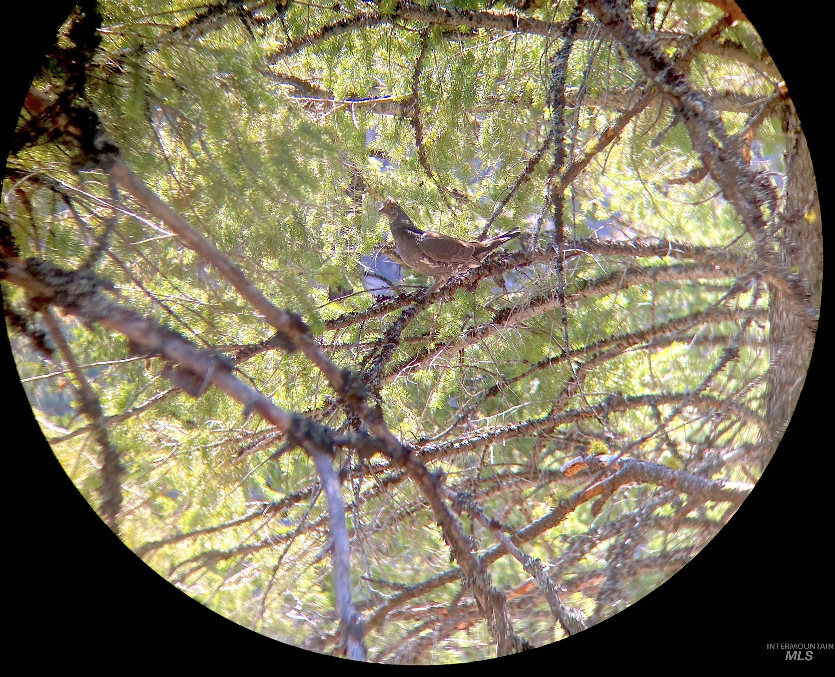 3869 Salmon River Road Riggins, ID 83549 - Photo 25 of 50