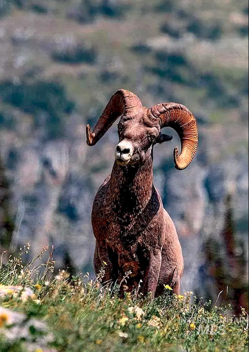 3869 Salmon River Road Riggins, ID 83549 - Photo 5 of 50