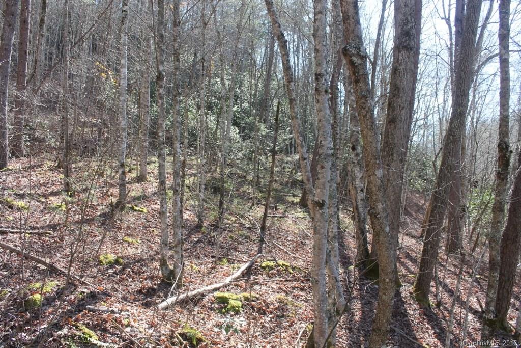 1313 Greasy Branch Road Bryson City, NC 28713 - Photo 7 of 10 a view of a yard