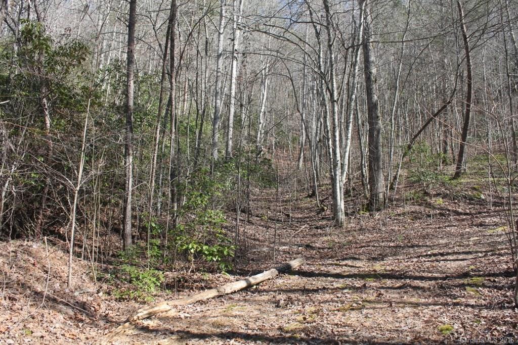 1313 Greasy Branch Road Bryson City, NC 28713 - Photo 8 of 10 a view of a yard with trees