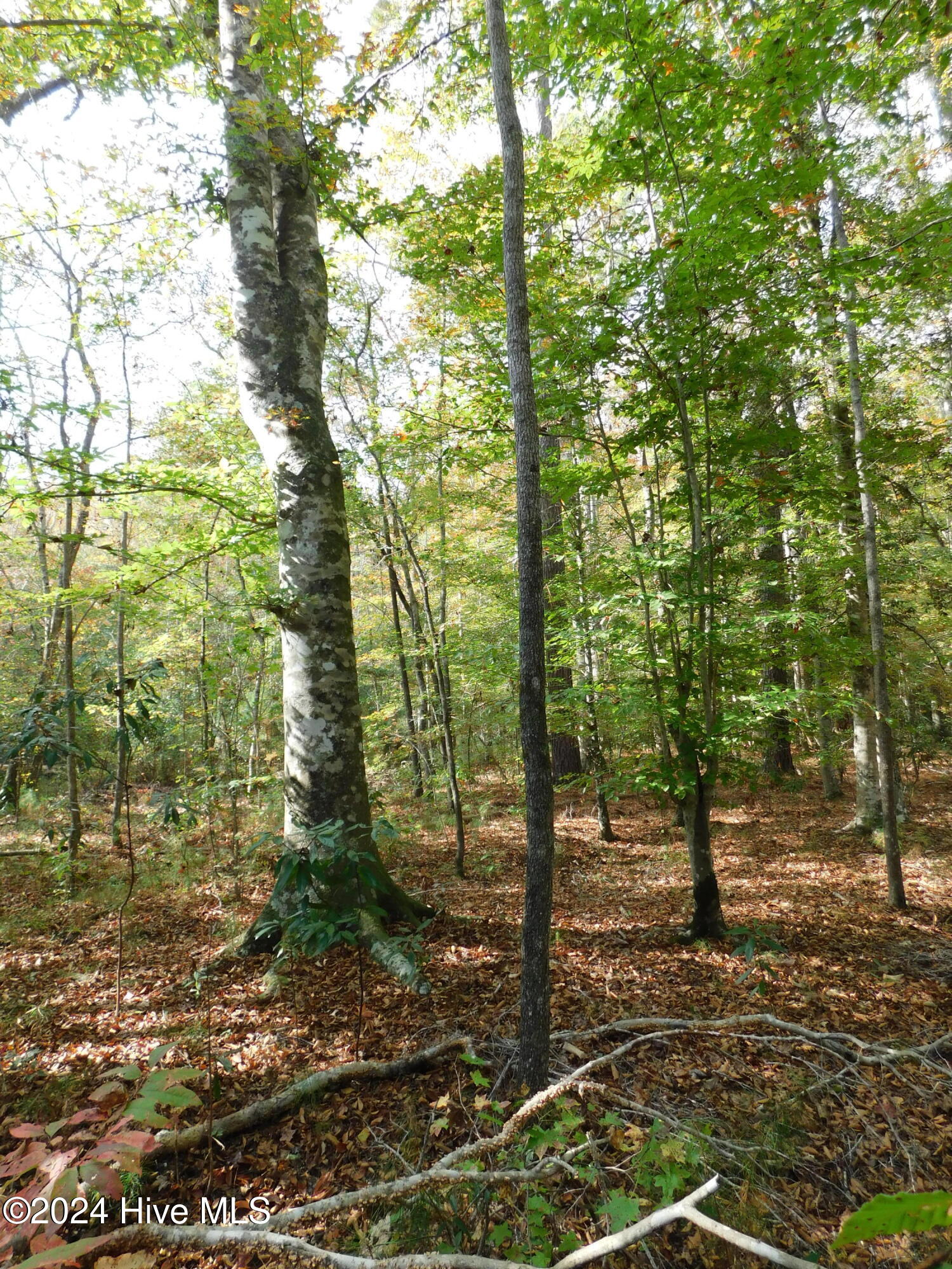 0 Garrington Island Road Shawboro, NC 27973 - Photo 3 of 10 DSCN3588