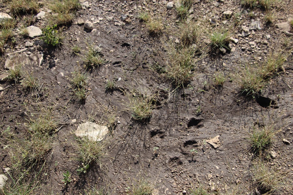 93 J S Murry Ranch Road Del Rio, TX 78840 - Photo 26 of 36 a view of a dry field with trees