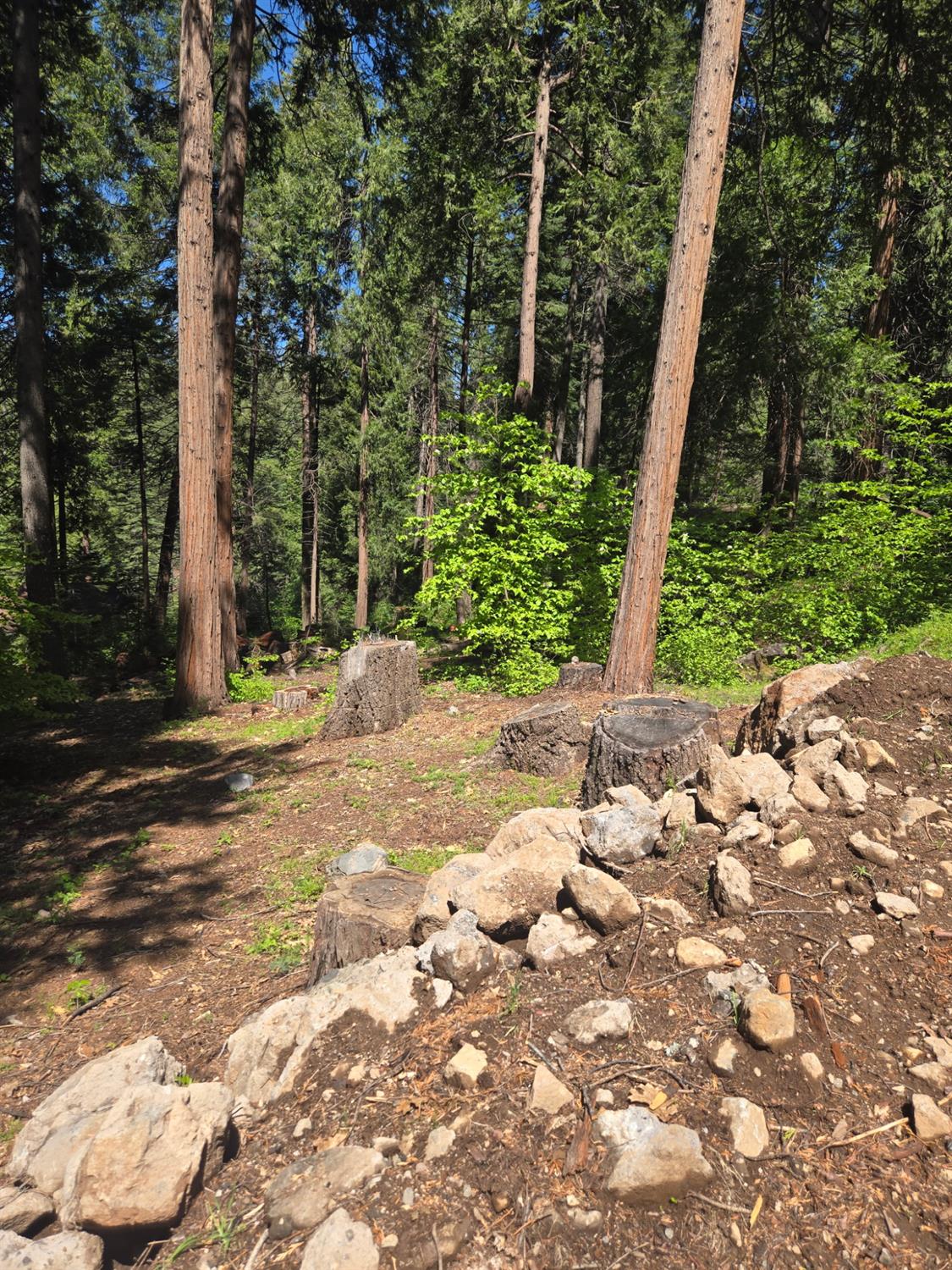 6771 Onyx Trail Pollock Pines, CA 95726 - Photo 9 of 9