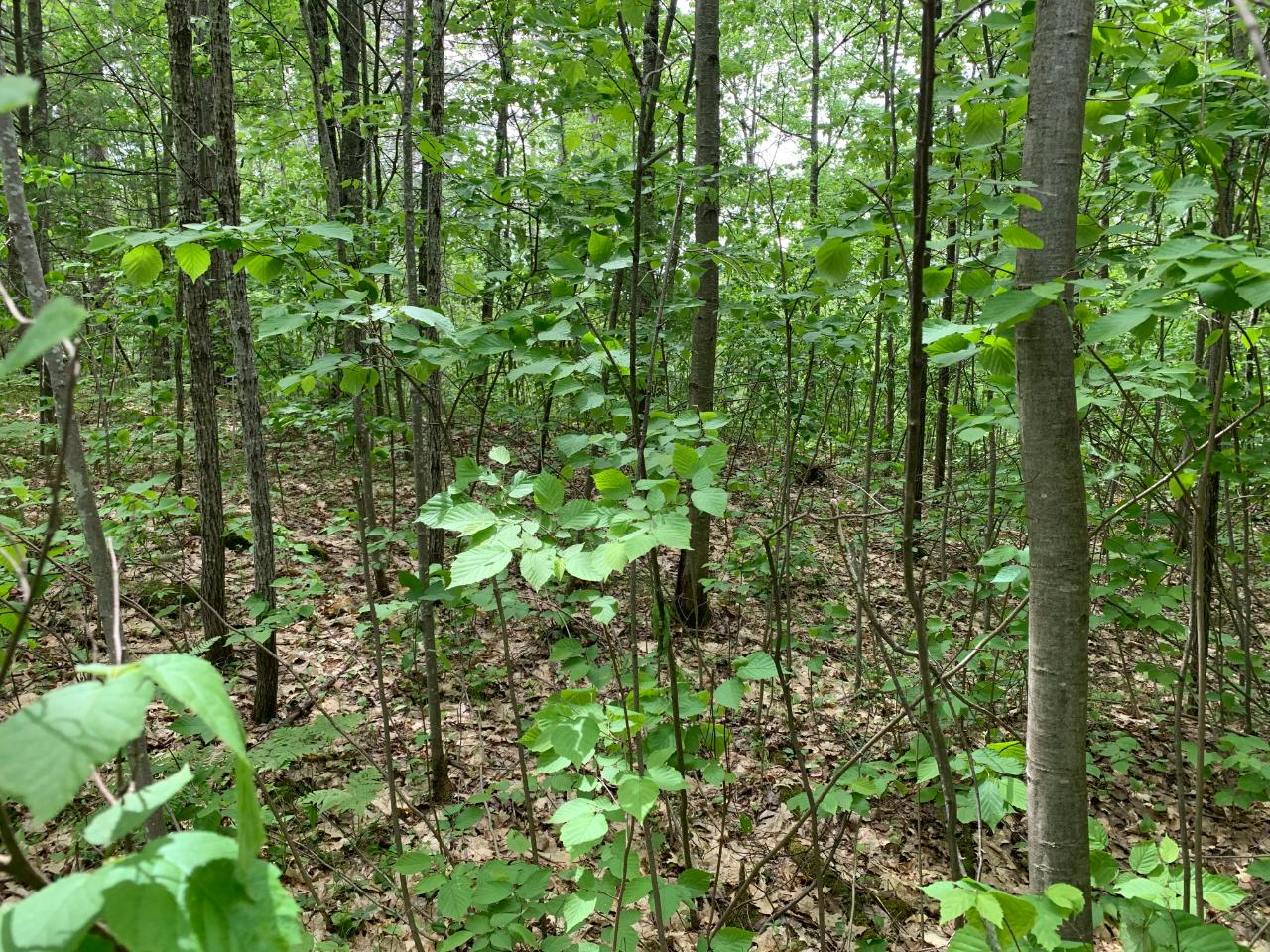 Lot 8 Somo Ridge Road Tomahawk, WI 54487 - Photo 3 of 9 Gallery Image 3