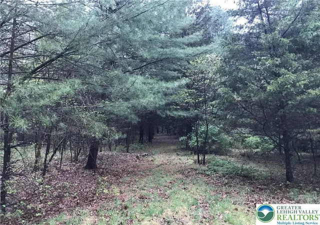a view of a forest with trees in the background