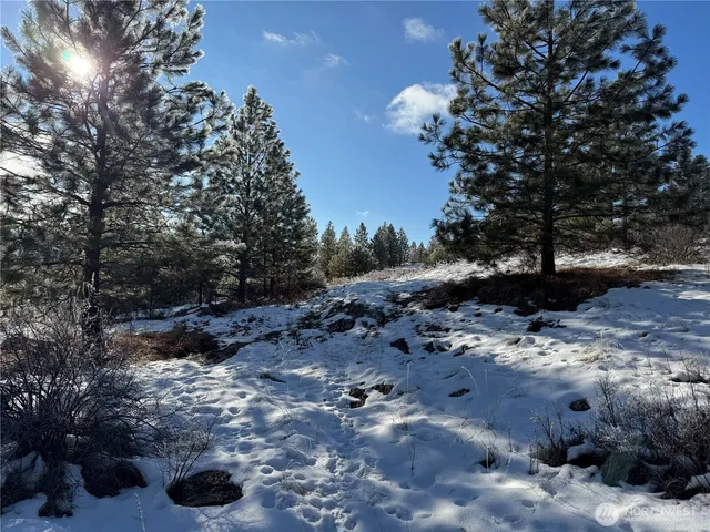 a view of a tree with a yard