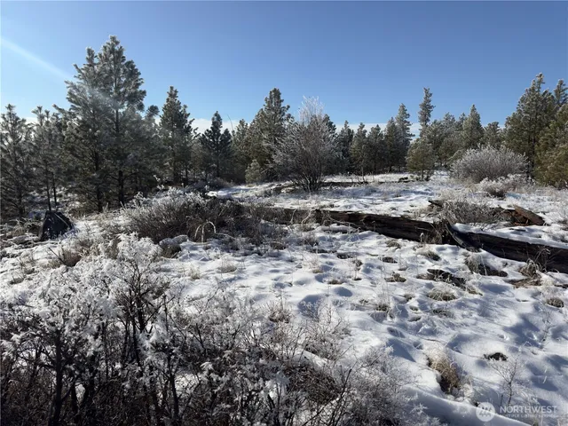 a view of a dry yard covered with trees