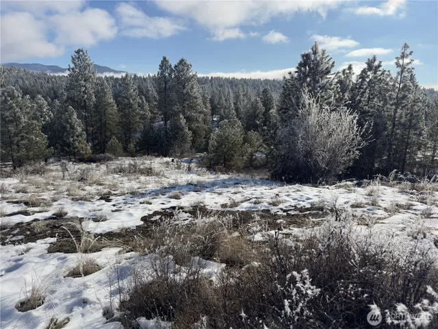 a view of a dry yard covered with trees
