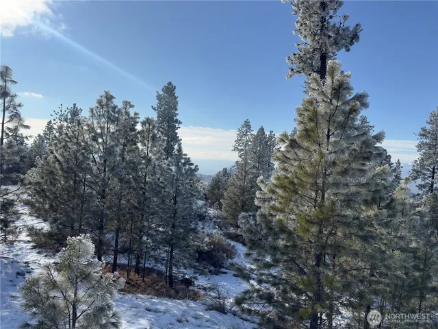 a view of a tree in a yard