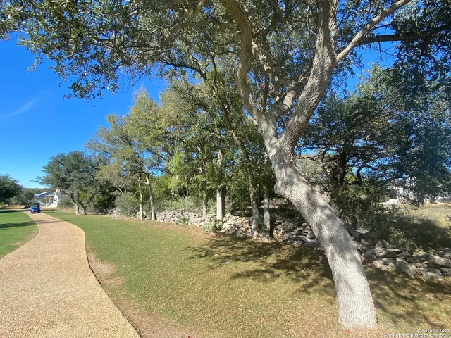 a view of a dry yard with lots of trees
