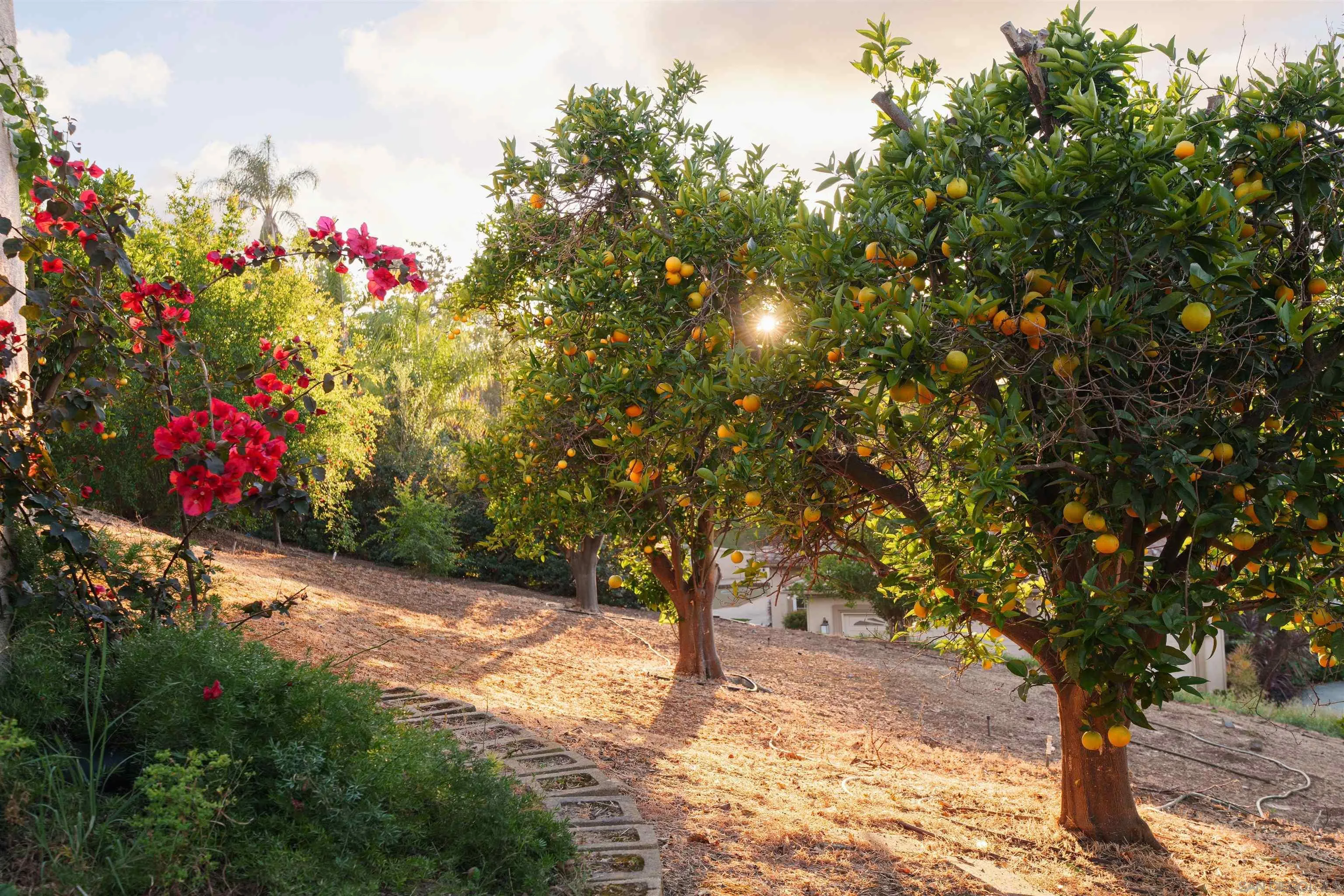 18136 Via Ascenso Rancho Santa Fe, CA 92067 - Photo 31 of 44