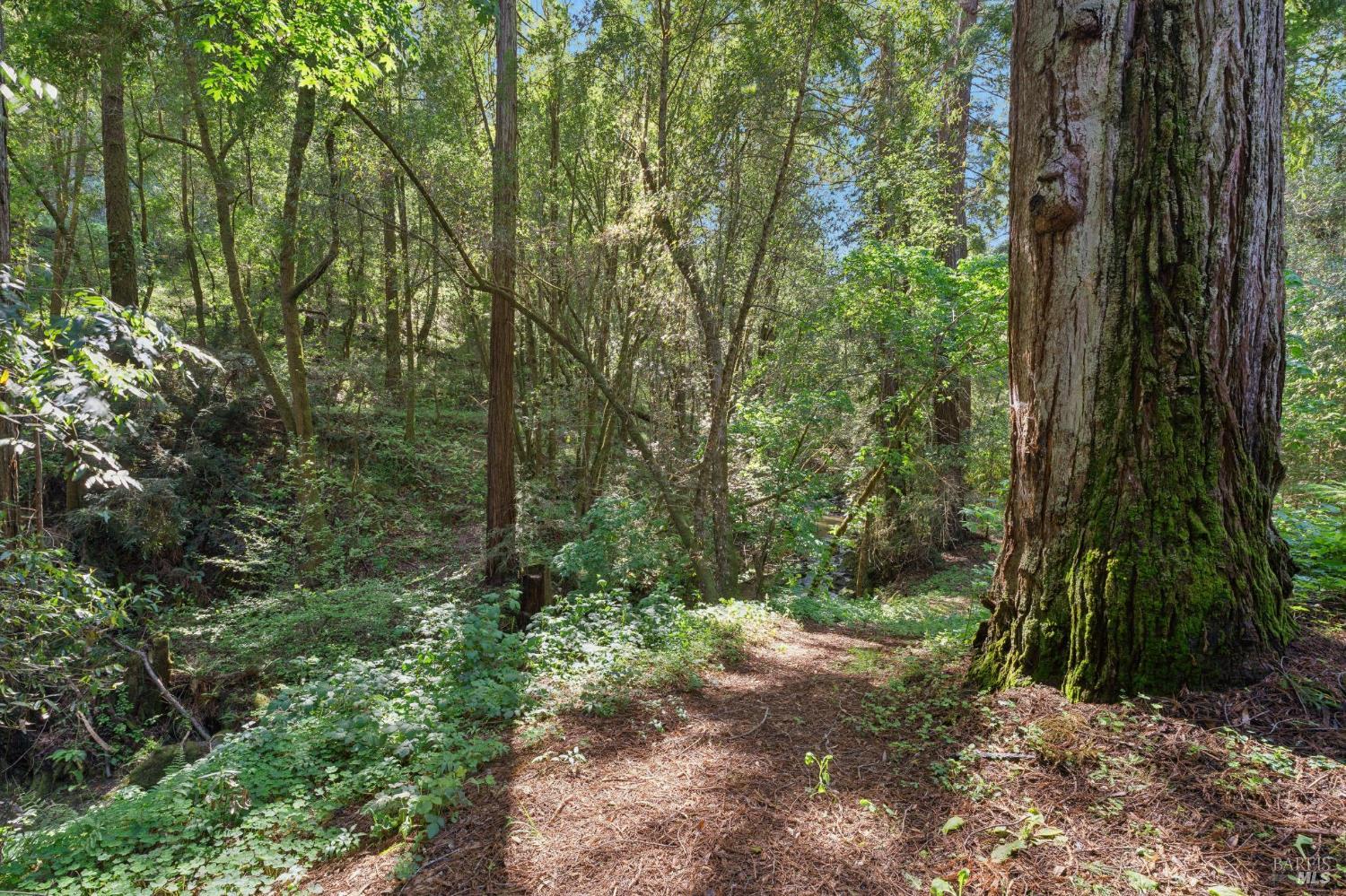 11910 Graton Road Sebastopol, CA 95472 - Photo 69 of 81 a view of a forest with trees