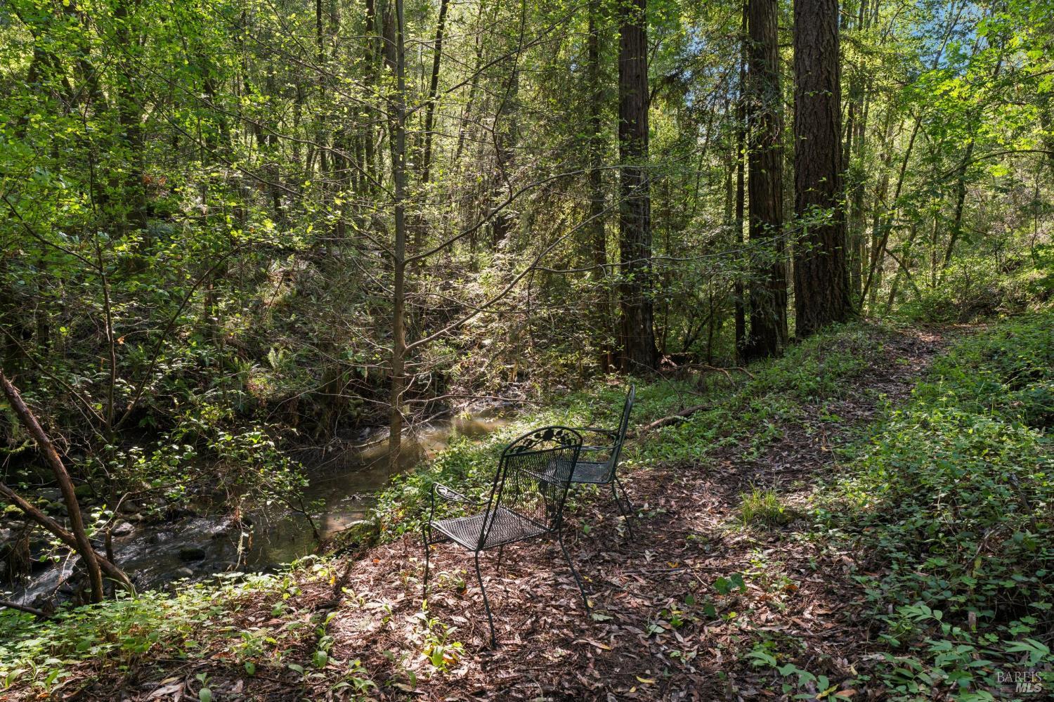 11910 Graton Road Sebastopol, CA 95472 - Photo 71 of 81 a view of a forest with trees in the background