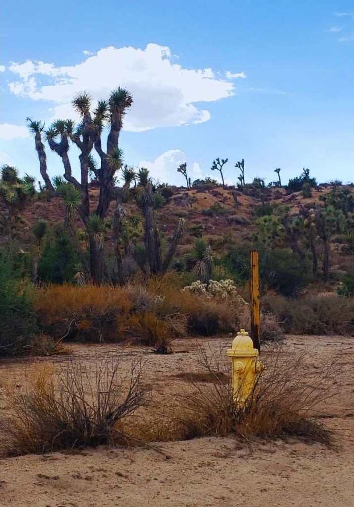 56200 Skyline Ranch Road Yucca Valley, CA 92284 - Photo 11 of 12 a view of a dry yard
