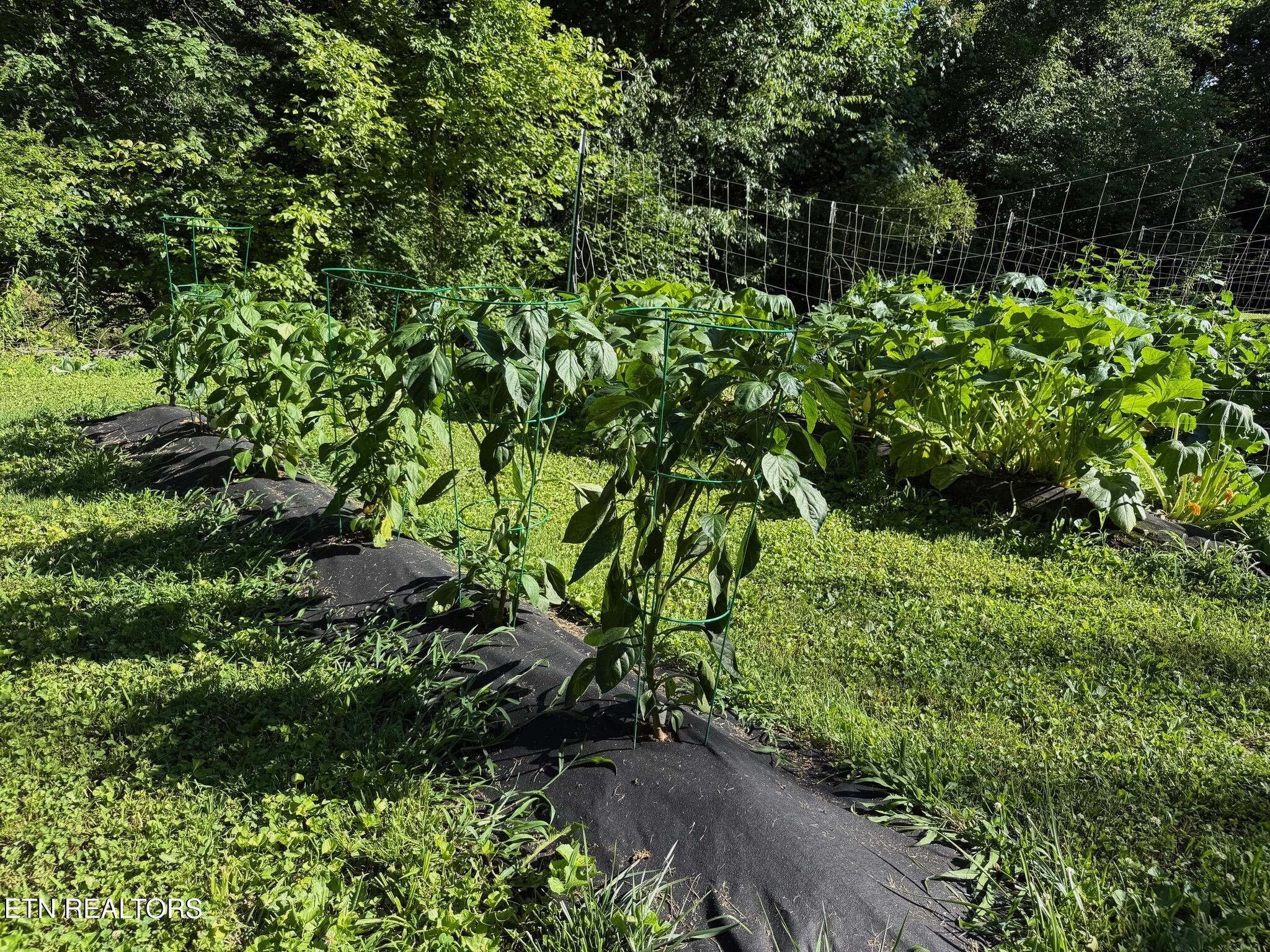 355 Lone Mountain Road Andersonville, TN 37705 - Photo 41 of 45 Garden