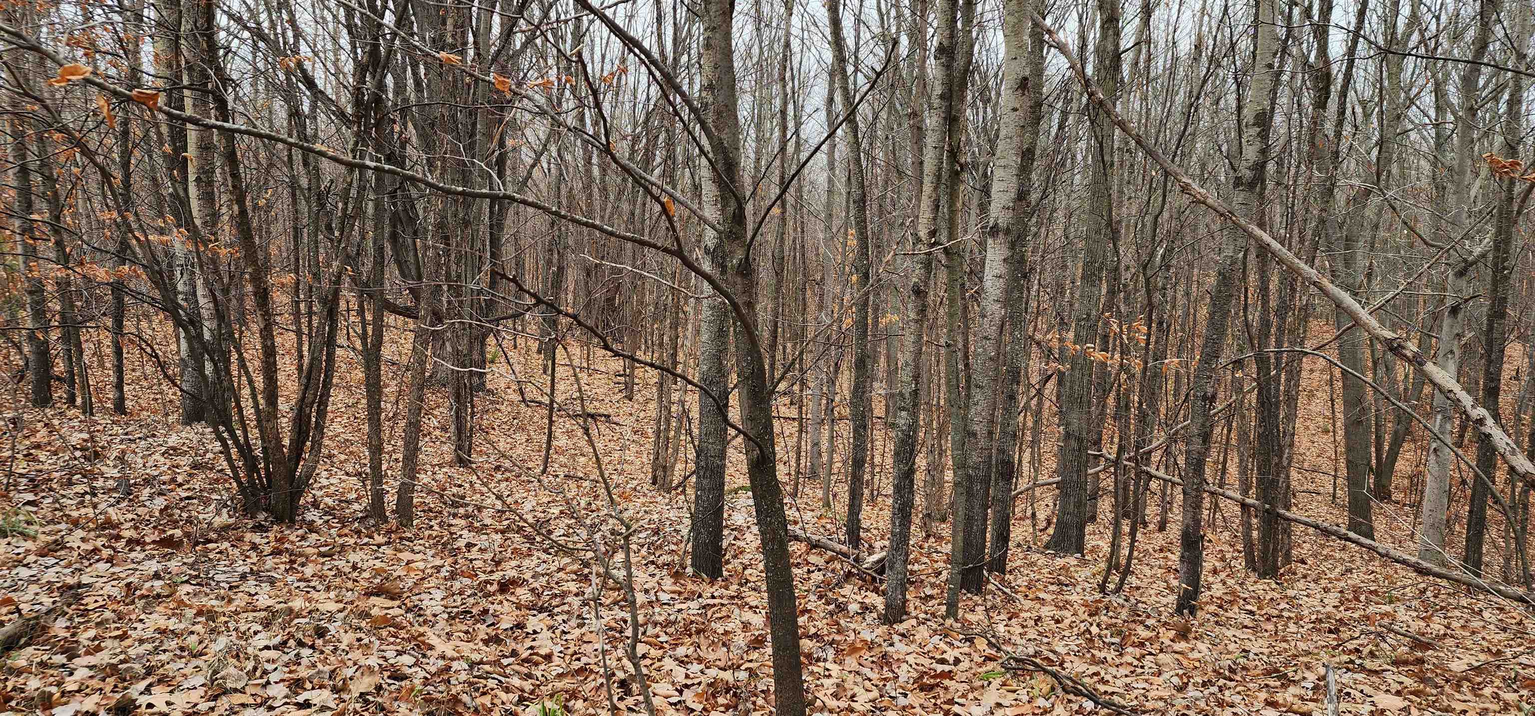 8.59 West Phelps Road Manton, MI 49663 - Photo 9 of 26