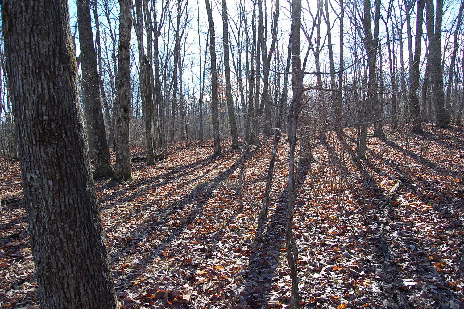 5 Davis Cemetery Road Dunlap, TN 37327 - Photo 15 of 22 Gallery Image 15