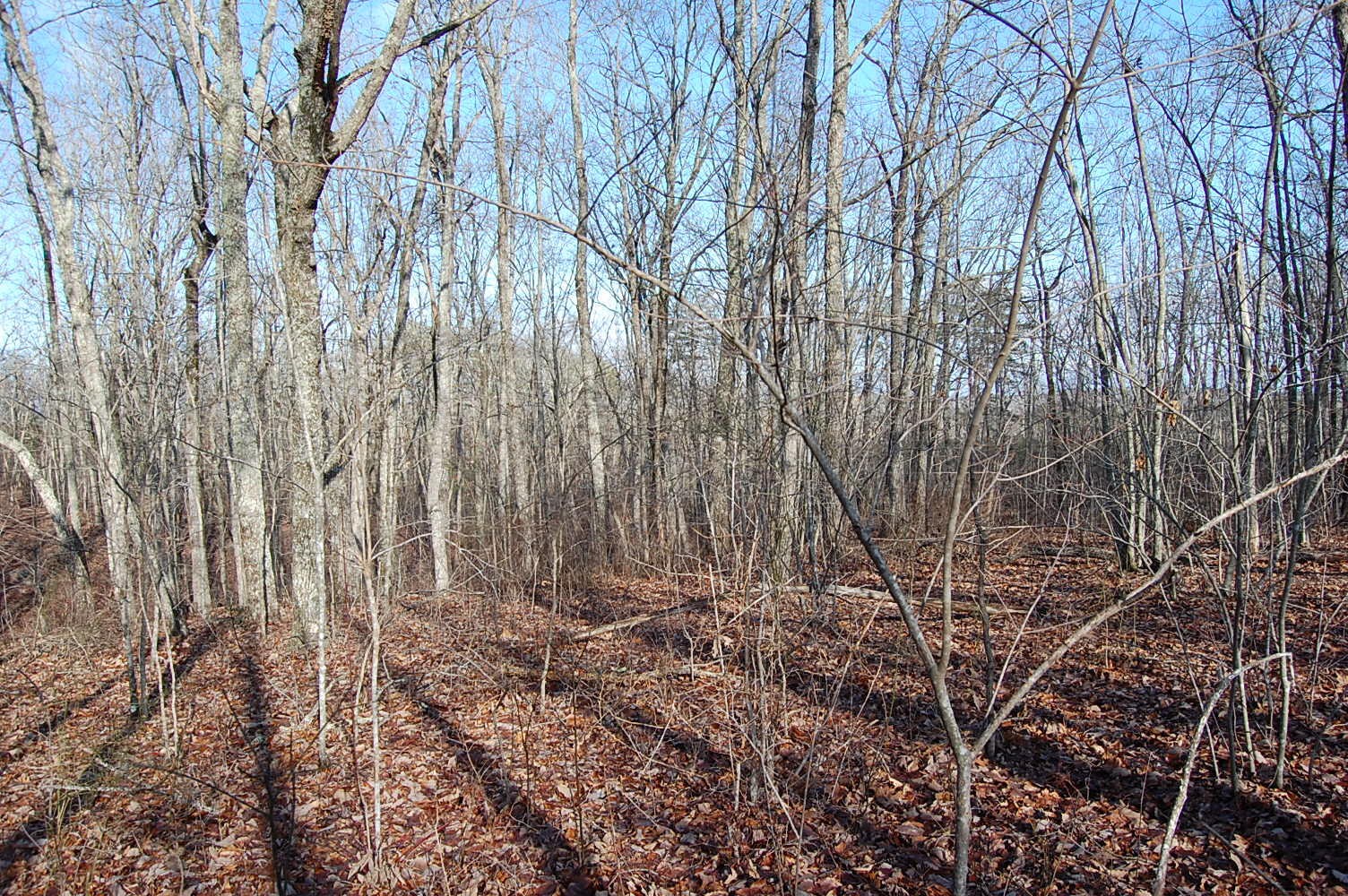 5 Davis Cemetery Road Dunlap, TN 37327 - Photo 5 of 22 Gallery Image 5