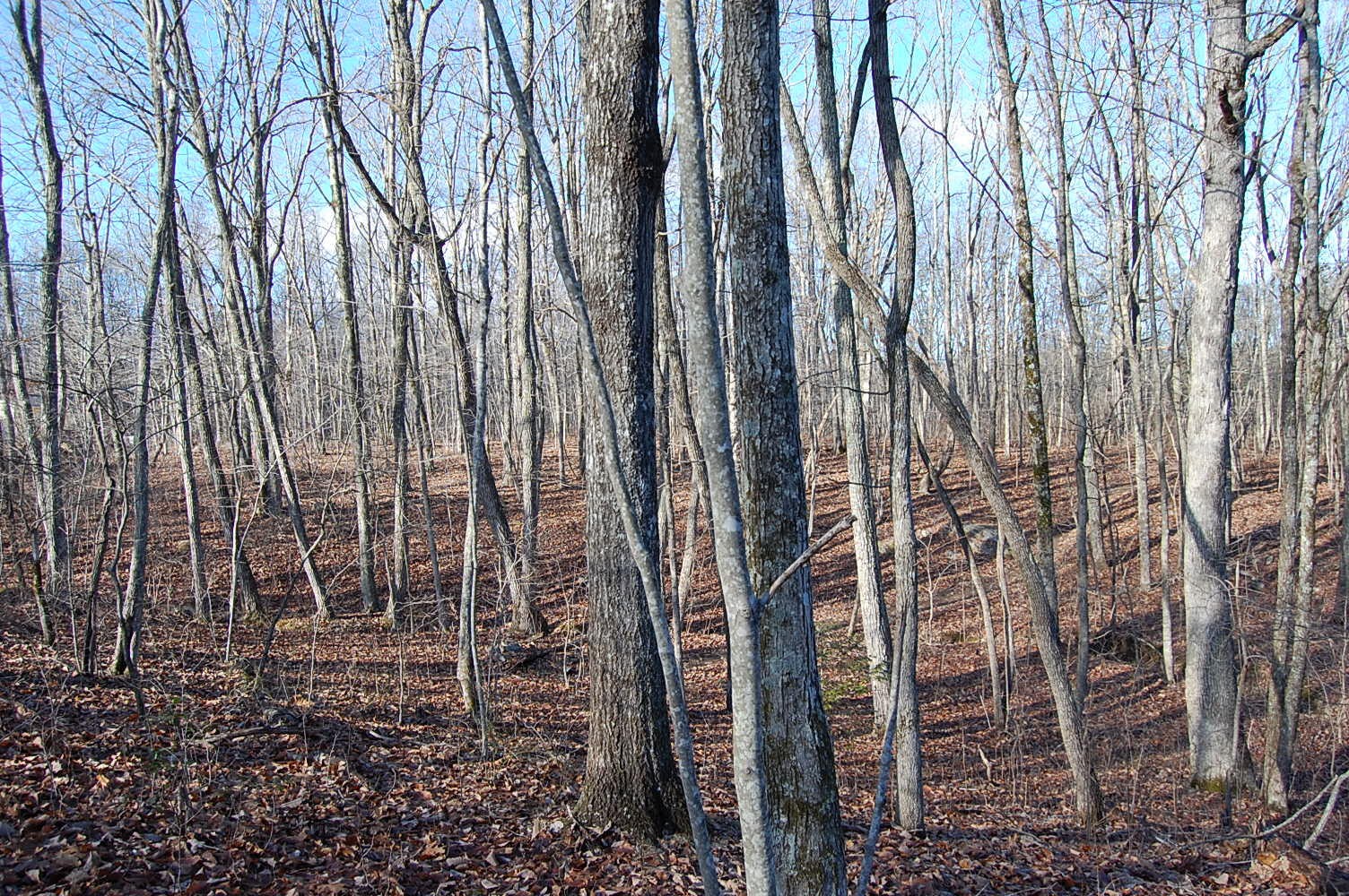 5 Davis Cemetery Road Dunlap, TN 37327 - Photo 7 of 22 Gallery Image 7