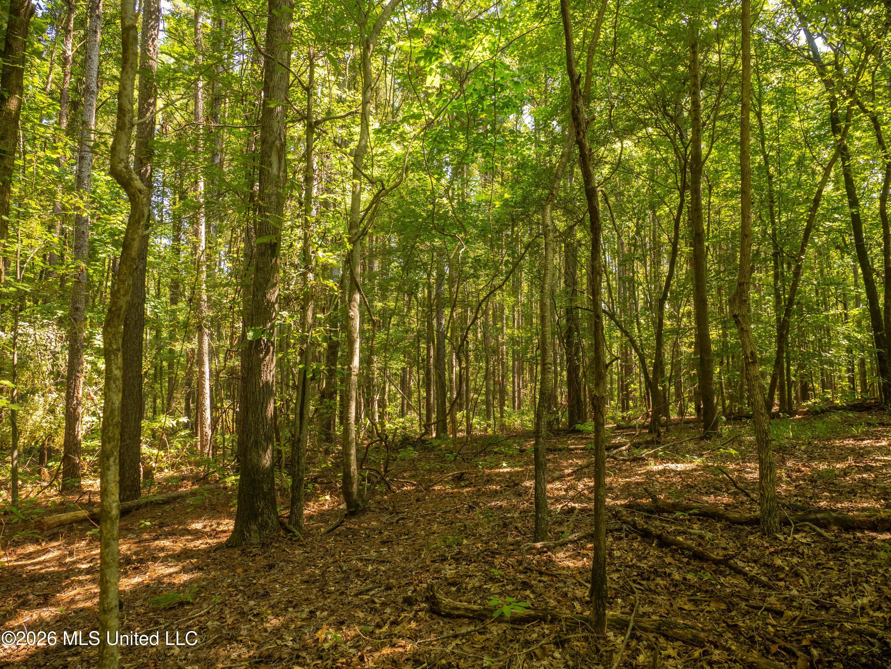 0 Philips Road Lexington, MS 39095 - Photo 13 of 25 P1019265-min