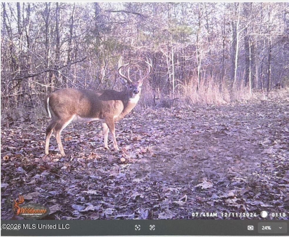 0 Philips Road Lexington, MS 39095 - Photo 24 of 25 IMG_0407