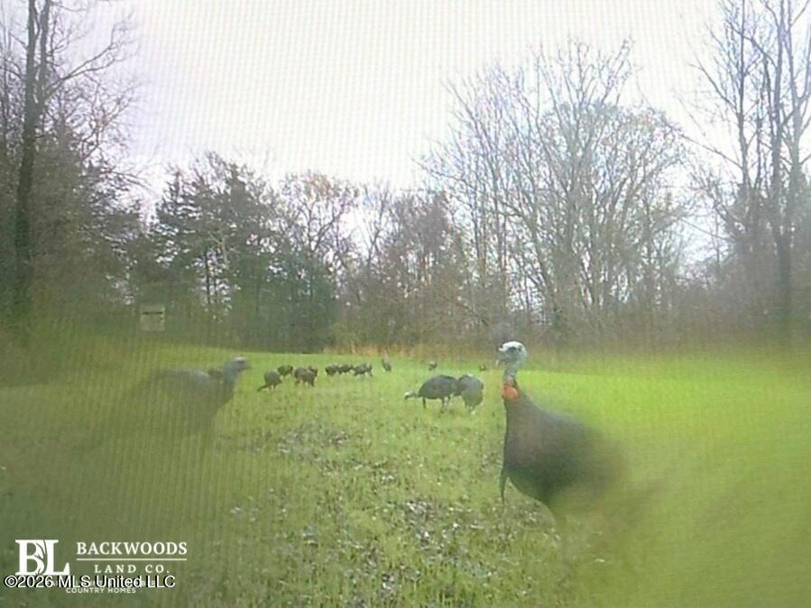 0 Philips Road Lexington, MS 39095 - Photo 3 of 25 626791832_894720530157262_48810571489252