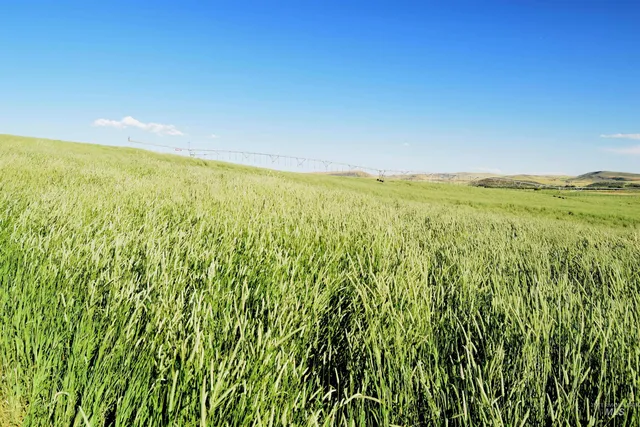 $1,150,000 | 95 Cambridge Id 83610, Cambridge, ID 83610