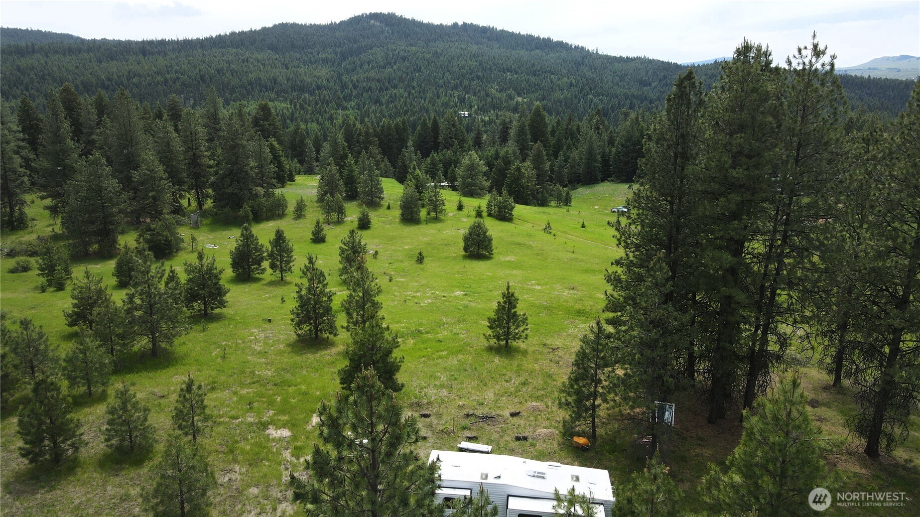 a view of a lush green forest with trees in the background